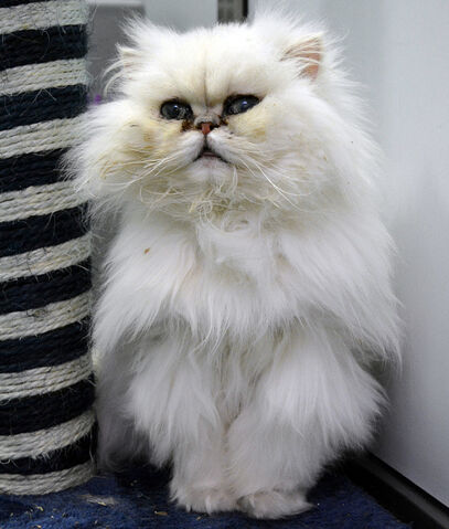 File:Cat-1 3564106b.jpg