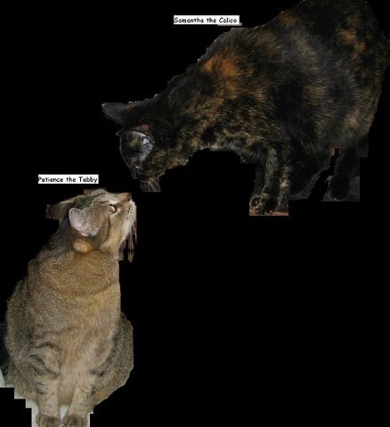 File:MyCats.jpg