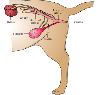 Can A Pregnant Female Cat Be Spayed Can A Pregnant Female Cat Be Spayed