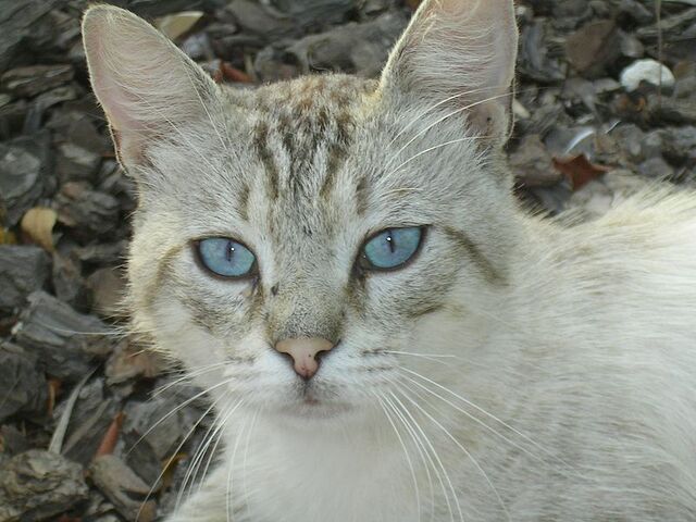 File:Bluelynxsiamese.jpg
