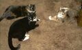 Thumbnail for version as of 15:22, May 31, 2011