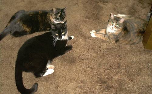 File:Cats-talking.jpg