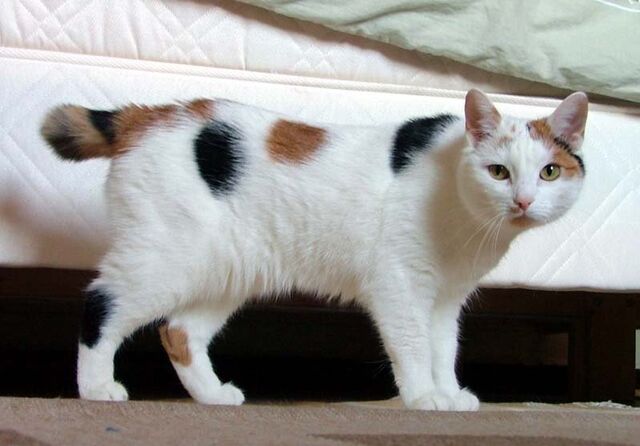 File:Manx breed cat named Inkku.jpg