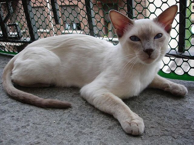 File:Lilacthai.jpg