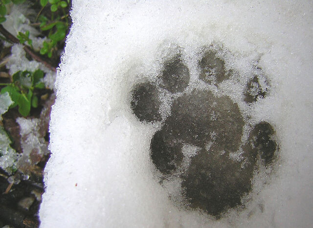 File:Cat trac.jpg