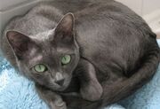 Korat-cat-header
