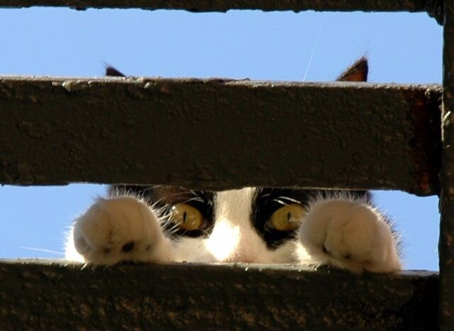 File:Look at me.jpg