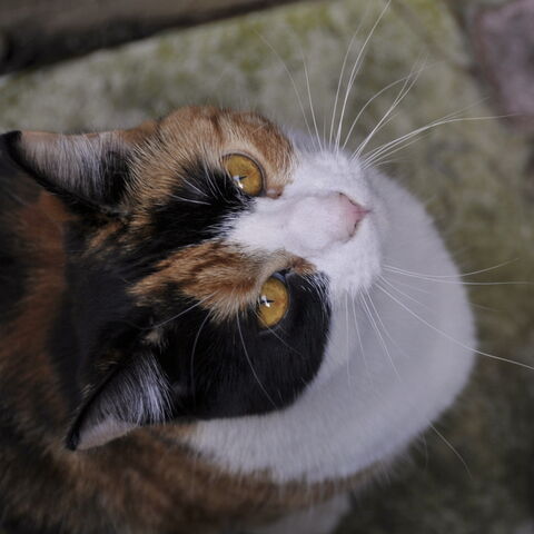 File:Lg 784169 1275751419.jpg