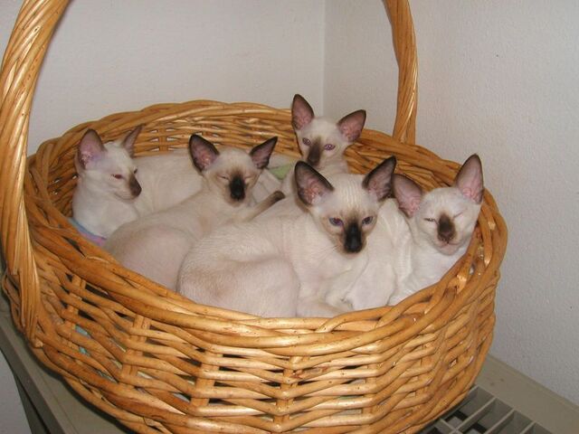 File:Siamesekittens.jpg