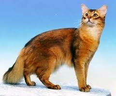 File:Cat red somali.jpg