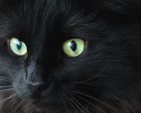 File:Judy's eyes.jpg