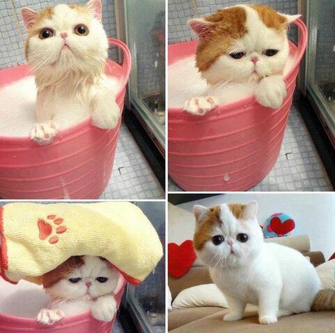 Файл:Wash-cats-2.jpg