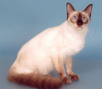.кошка.jpg