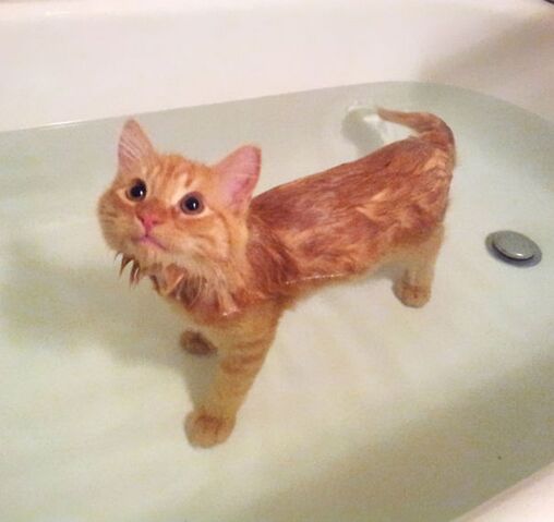 Файл:Wash-cats-4.jpg