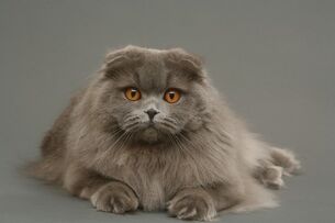 Scottish-fold1.jpg
