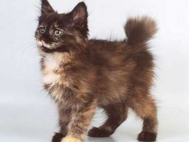 Файл:Kurilian-Bobtail3-2.jpeg