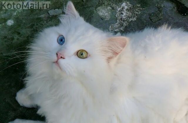 Файл:-1434199139.jpg