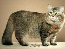 Siberian-cat4.jpg