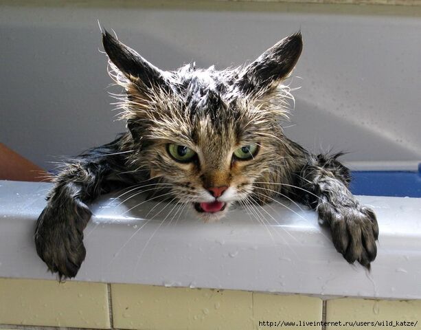 Файл:Wash-cats-11.jpg