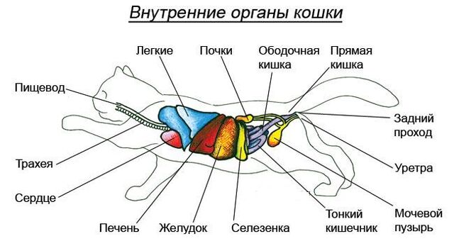 Файл:-2.jpg