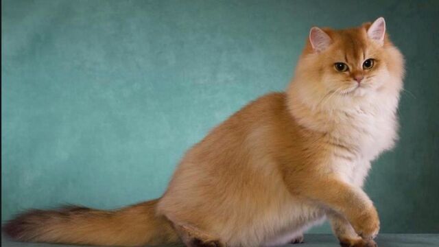 Файл:Image-1440488210.jpg