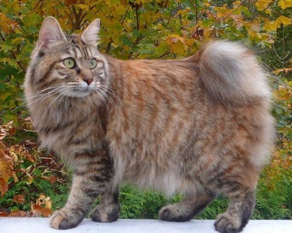 Файл:Image-1441563894.jpg