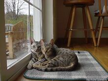 Image-1439545235.jpg