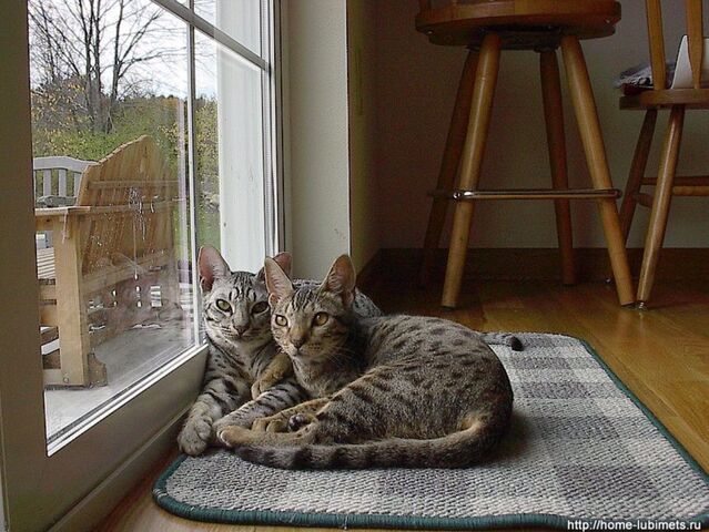 Файл:Image-1439545235.jpg
