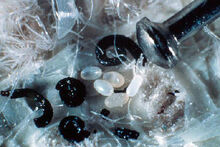 Bloxi-u-koshek-9.jpg