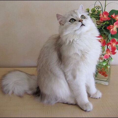 Файл:Image-1440488227.jpg
