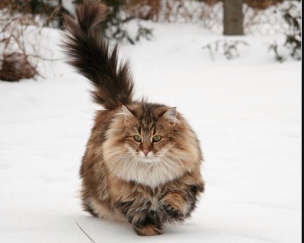 Файл:Image-1438754772.jpg