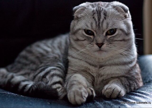 Файл:Image-1442513842.jpg