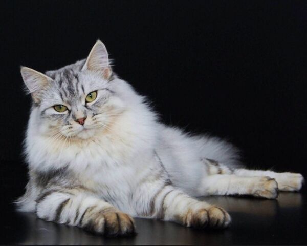 Файл:Image-1439361582.jpg