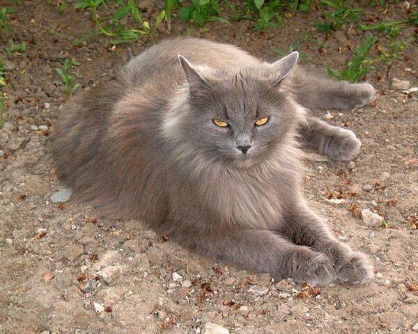 Файл:Image-1439361613.jpg