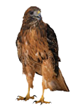68.png