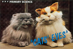 Cats Eyes