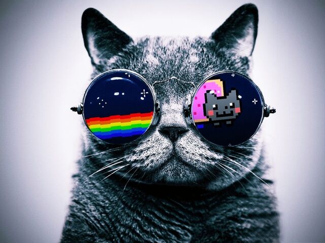 File:Gato-gafas-nyan-cat.jpg