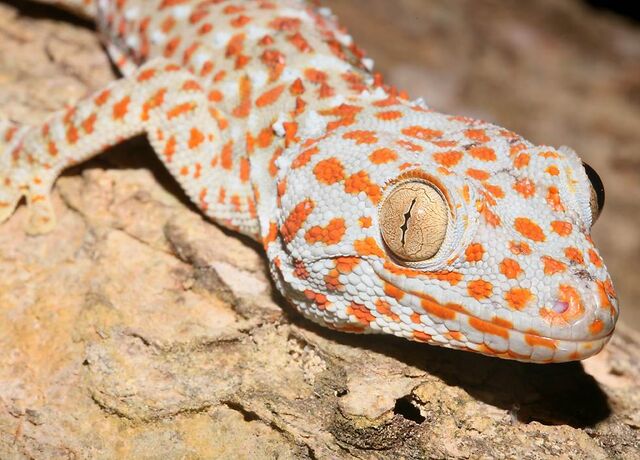 File:TokayGecko08.jpg