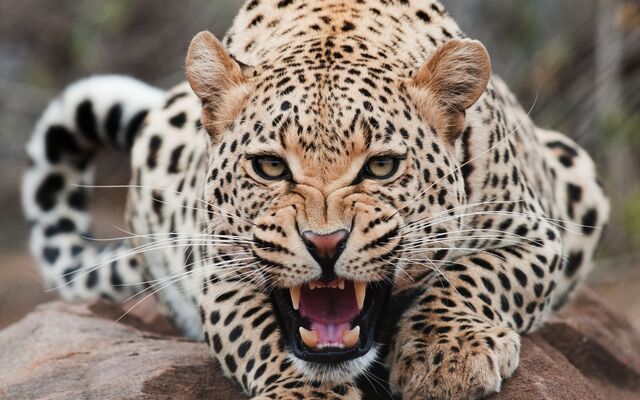 File:Big-Cats-wild-animals-34365410-1920-1200.jpg