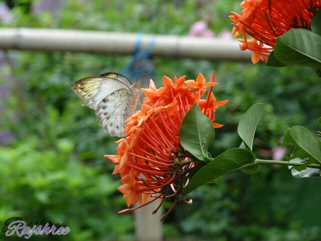 File:Umbonshree photography.jpg