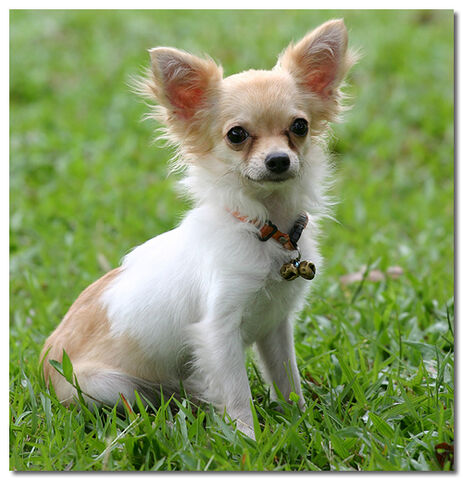 File:Modern-Day-Chihuahua.jpg