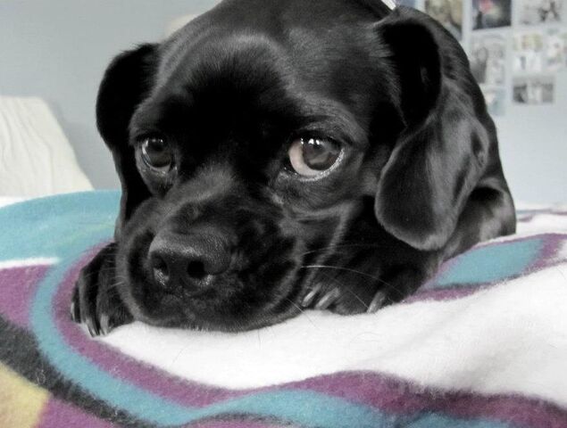 File:MEH PUPPY.jpg
