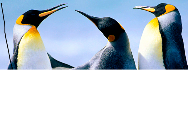 File:Pinguinos.png