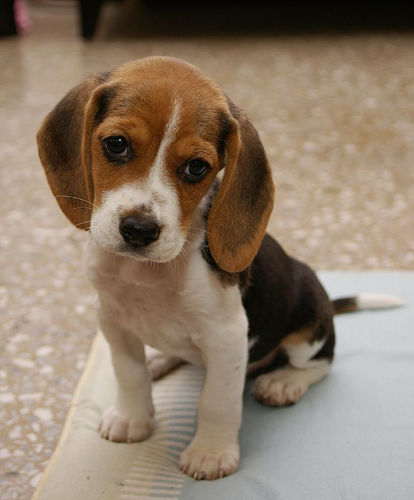 Image - Cute-puppy-dog-face-awesome-pics.jpg | Community Central
