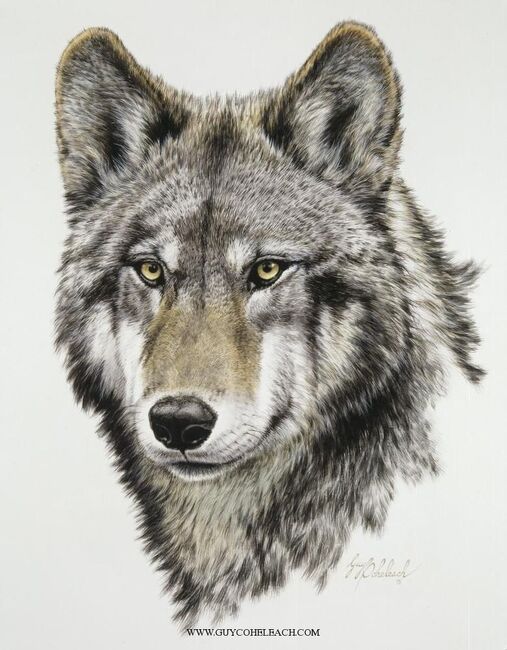 File:Wolf.jpg