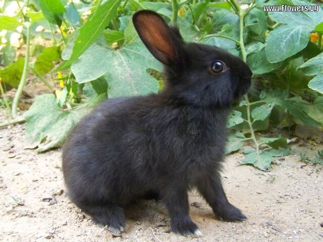 File:Black rabbit.jpg
