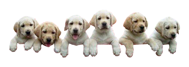 File:Puppies-climbing-transparent-image.png