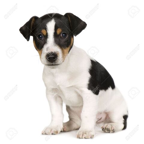 File:2935162-Jack-Russell-2-meses-delante-de-un-fondo-blanco--Foto-de-archivo.jpg