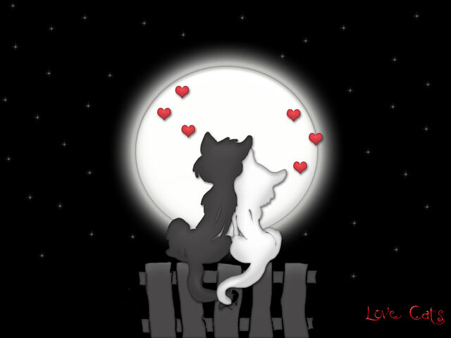 File:Love moon cats1.jpg