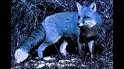 Midnight fox